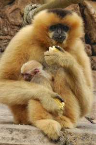 Gibbon