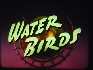 Water Birds