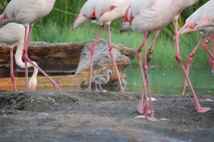 Lesser Flamingo